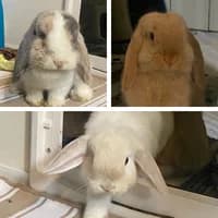 Rosie Lily und Poppy, mixed breed for adoption at Tierheim Bremen, Bremen