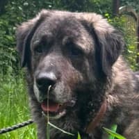 Molly, mixed breed for adoption at Tierheim Bremen, Bremen