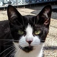 Quinn, Mixed Breed Cat for adoption at Tierheim Bremen, Bremen