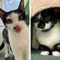 Wicca und Banshee, Mixed Breed Cat for adoption at Tierheim Bremen, Bremen