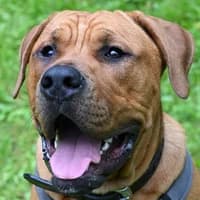 Tiny, Mixed Breed for adoption at Tierheim Bremen, Bremen