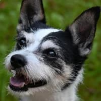 Klausi, mixed breed for adoption at Tierheim Bremen, Bremen