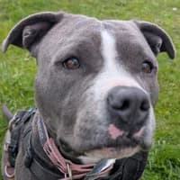 Kaia, mixed breed for adoption at Tierheim Bremen, Bremen