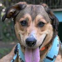 Biene, Mixed Breed for adoption at Tierheim Bremen, Bremen