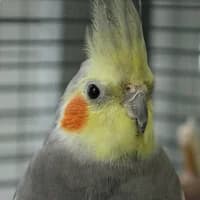 Hannes, mixed breed for adoption at Tierheim Bremen, Bremen