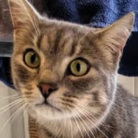 Milton, Mixed Breed Cat for adoption at Tierheim Bremen, Bremen