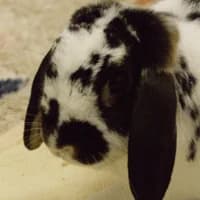 Caruso, mixed breed for adoption at Tierheim Bremen, Bremen