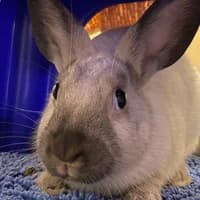 Peaches, mixed breed for adoption at Tierheim Bremen, Bremen