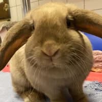 Gertrude, mixed breed for adoption at Tierheim Bremen, Bremen
