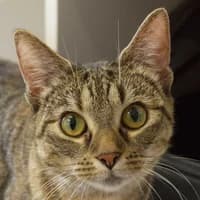 Becks, Mixed Breed Cat for adoption at Tierheim Bremen, Bremen