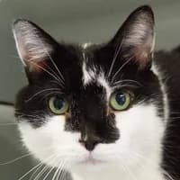 Jackson, Mixed Breed Cat for adoption at Tierheim Bremen, Bremen