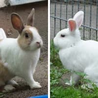 Gin und Water, mixed breed for adoption at Tierheim Bremen, Bremen