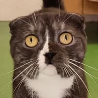Katie, Scottish Fold for adoption at Tierheim Bremen, Bremen