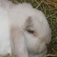 Jula, mixed breed for adoption at Tierheim Bremen, Bremen