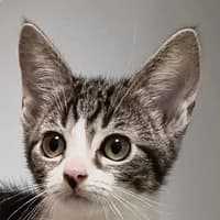 Smartie, Mixed Breed Cat for adoption at Tierheim Bremen, Bremen