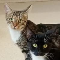 Nicito und Tonici, Mixed Breed Cat for adoption at Tierheim Bremen, Bremen