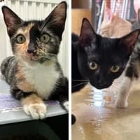 Romy und Lotti, Mixed Breed Cat for adoption at Tierheim Bremen, Bremen
