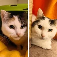 Sakura und Ichigo, Mixed Breed Cat for adoption at Tierheim Bremen, Bremen