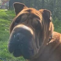 Hera, Shar Pei for adoption at Tierheim Bremen, Bremen
