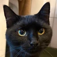 Kermit und Bert, Mixed Breed Cat for adoption at Tierheim Bremen, Bremen