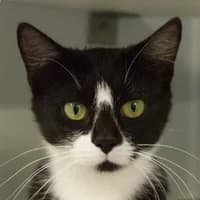 Poppy, Mixed Breed Cat for adoption at Tierheim Bremen, Bremen