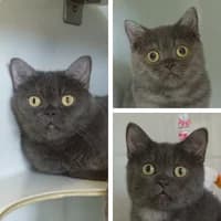 Mama mit Kids, British Shorthair for adoption at Tierheim Bremen, Bremen