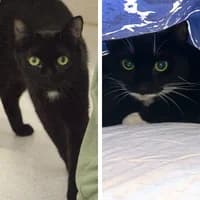 Josie und Moritz, Mixed Breed Cat for adoption at Tierheim Bremen, Bremen