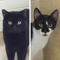 Stony und Bella, Mixed Breed Cat for adoption at Tierheim Bremen, Bremen