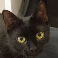 Mera, Mixed Breed Cat for adoption at Tierheim Bremen, Bremen