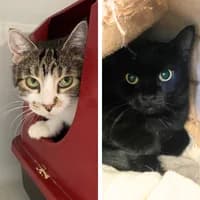 Nika und Miku, Mixed Breed Cat for adoption at Tierheim Bremen, Bremen