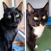 Prinzesso und Spiki, Mixed Breed Cat for adoption at Tierheim Bremen, Bremen