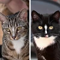 Aegon und Visenya temp Pflegestelle, Mixed Breed Cat for adoption at Tierheim Bremen, Bremen