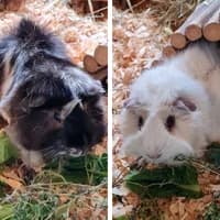 Cheese und Onion, mixed breed for adoption at Tierheim Bremen, Bremen