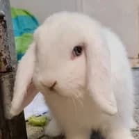 Flora, mixed breed for adoption at Tierheim Bremen, Bremen