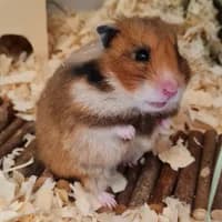 Elfriede, mixed breed for adoption at Tierheim Bremen, Bremen