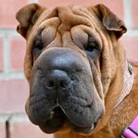 Hera, Shar Pei for adoption at Tierheim Bremen, Bremen