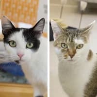 Lina und Rosi, Mixed Breed Cat for adoption at Tierheim Bremen, Bremen