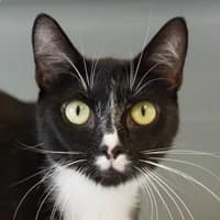 Mutti, Mixed Breed Cat for adoption at Tierheim Bremen, Bremen