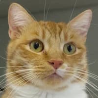 Alexander, Mixed Breed Cat for adoption at Tierheim Bremen, Bremen
