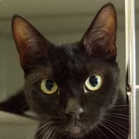 Midna, Mixed Breed Cat for adoption at Tierheim Bremen, Bremen