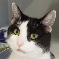 Lucy, Mixed Breed Cat for adoption at Tierheim Bremen, Bremen