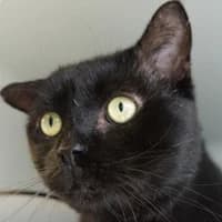 Corvo, Mixed Breed Cat for adoption at Tierheim Bremen, Bremen
