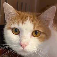 Hana, Mixed Breed Cat for adoption at Tierheim Bremen, Bremen