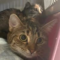 Sukna und Wölkchen, Mixed Breed Cat for adoption at Tierheim Bremen, Bremen