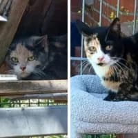 Macchiato und Joy, Mixed Breed Cat for adoption at Tierheim Bremen, Bremen