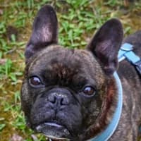 Elvis, English Bulldog for adoption at Tierheim Bremen, Bremen