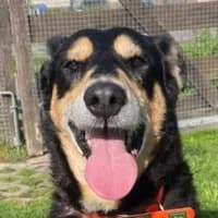 Tigger, Mixed Breed for adoption at Tierheim Bremen, Bremen