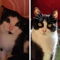 Anatolli und Svetlana, Mixed Breed Cat for adoption at Tierheim Bremen, Bremen