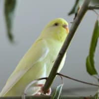 Wellensittiche, mixed breed for adoption at Tierheim Bremen, Bremen