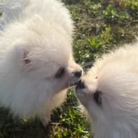 Flo und Bo, mixed breed for adoption at Tierheim Bremen, Bremen